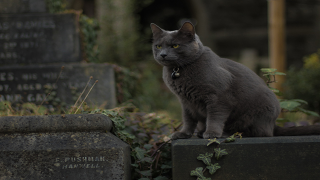 Un chat gris se tient sur une pierre tombale parmi d'autres dans un cimetière de Londres.