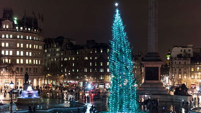 The illuminated Christmas tree in Trafalgar Square, lit with strings of white lights, at night.