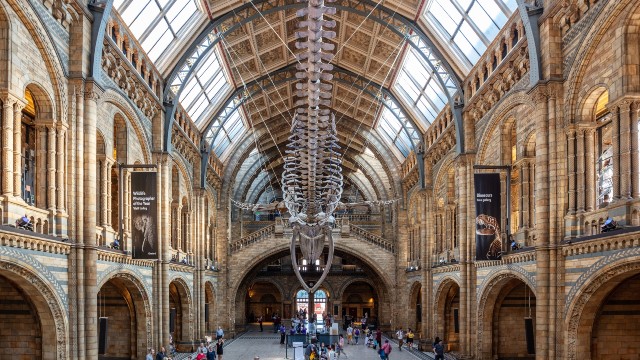 A whale skeleton exhibit hanging at the Natural History Museum. Credits: visitlondon.com/Jon Reid.