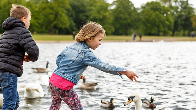 A boy and a girl feeding swans, geese, ducks and other birds by the side of the lake in Hyde Park