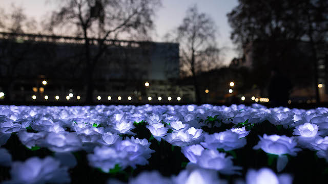 Illuminated white roses light up Grosvenor Square in London at dusk