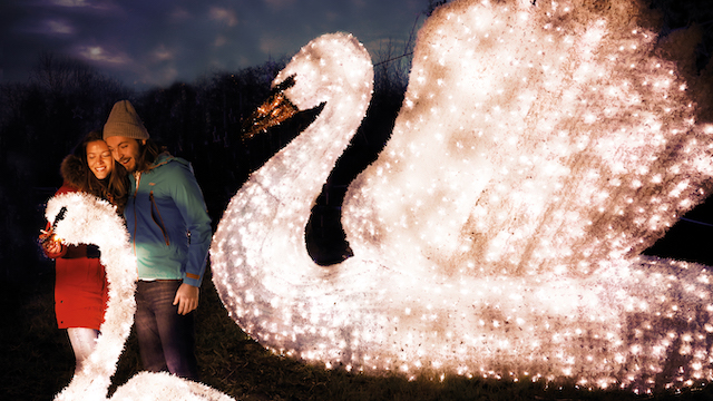 A woman and a man smile while looking at an art installation of two light-covered swans at London Wetland Centre