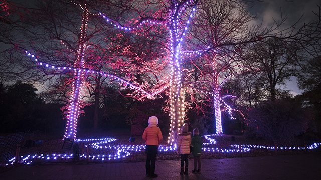 Two children stand beneath tall trees, which are illuminated with stings of colourful fairy lights, in Kew Gardens at night.