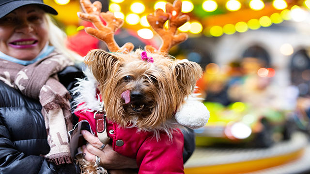 Une femme tient un chien dans les bras habillé d'un manteu rouge et des bois de cerfs sur la tête, lors des festivités de Noël au village de Marylebone.