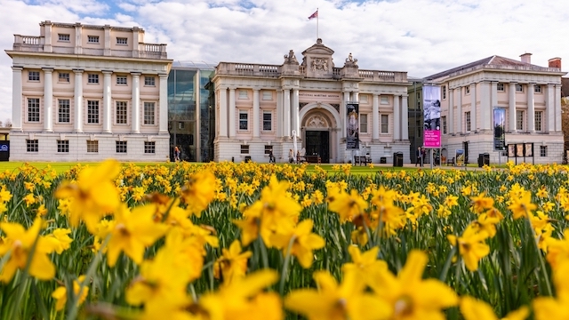 Daffodils in bloom in front of the National Maritime Museum in Greenwich, London.