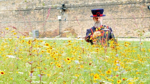A guard stands among a sea of flowers at the Superbloom event at the Tower of London. 