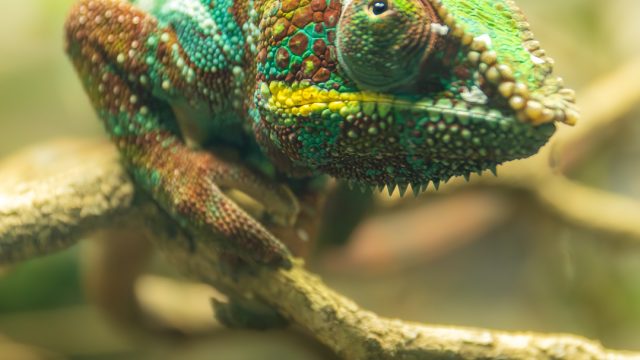 Image courtesy of ZSL London Zoo