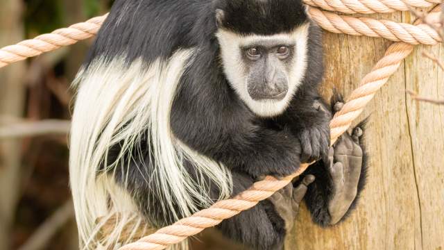 Image courtesy of ZSL London Zoo