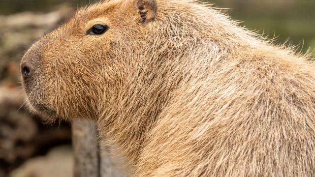 Image courtesy of ZSL London Zoo