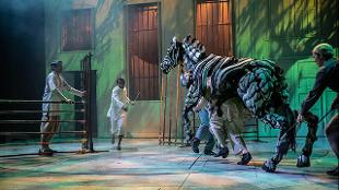 Life of Pi at Wyndham's Theatre. Image courtesy of SEE Tickets.