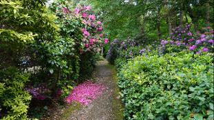 A path bordered by plants at Coombe Wood. Image courtesy of Coombe Wood.