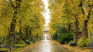 Autumn leaves in Brompton Cemetery. Photo: Max Rush. Image courtesy of The Royal Parks.