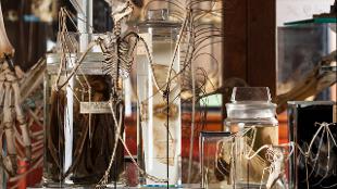 A display case at the Grant Museum of Zoology. Photo: Matt Clayton. Image courtesy of UCL.
