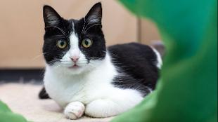 A cat at Battersea Dogs & Cats Home. Image courtesy of Battersea Dogs & Cats Home.
