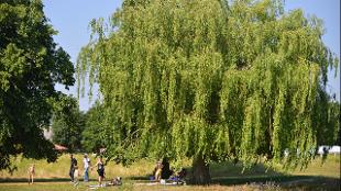 A large tree in Wandle Park. Image courtesy of Wandle Park.