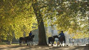 Horse riding in Hyde Park. Image courtesy of The Royal Parks.