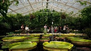 Giant lily pads in Kew's Waterlily House