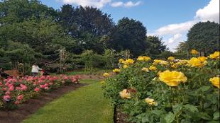 Summer in Queen Mary's Gardens. Photo: Sharon Donovan. Image courtesy of The Royal Parks.