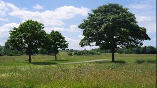 Photo: Image courtesy Woolwich Common