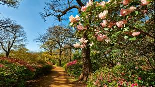 Spring in the Isabella Plantation. Photo: Darren Williams. Image courtesy of The Royal Parks.
