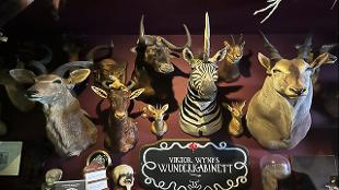 The Victor Wynd Museum of Curiosities. Image courtesy of Carole Rocton/ Visit London