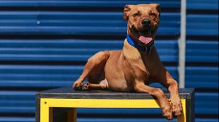 Image courtesy of Battersea Dogs & Cats Home