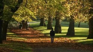 Avenue of autumn trees. Photo: Ed Parker. Image courtesy of The Royal Parks.