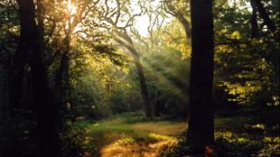 Image courtesy of Epping Forest