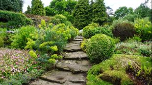 Steps bordered by plants at Coombe Wood. Image courtesy of Coombe Wood.