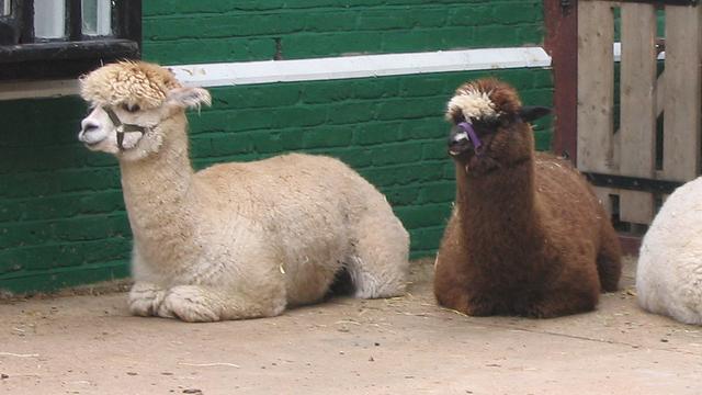 farm petting zoo london