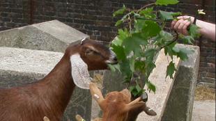 Goats at Kentish Town City Farm. Image courtesy of Kentish Town City Farm.