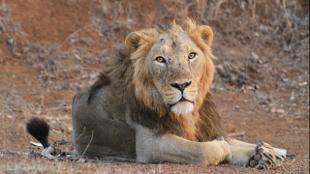 Male Asiatic lion, India. Photo: Raj Amin ZSL