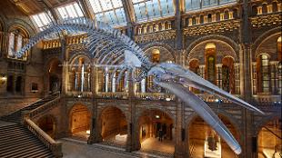 Blue Whale, Hintze Hall. Photo: Lucie Goodayle. Image courtesy of the Natural History Museum.