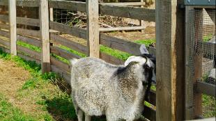 A goat at Spitalfields City Farm. Image courtesy of Spitalfields City Farm.