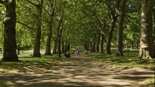 The Broad Walk in The Green Park. Photo: Anne Marie Briscombe. Image courtesy of The Royal Parks.