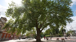 Image courtesy of Windrush Square and Tate Gardens