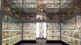 A display room in the Hunterian Museum. Image courtesy of the Hunterian Museum.