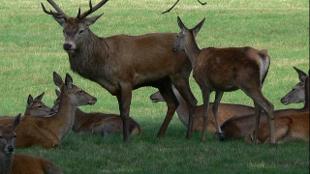 A herd of deer in Richmond Park. Photo: Su Hume. Image courtesy of The Royal Parks.