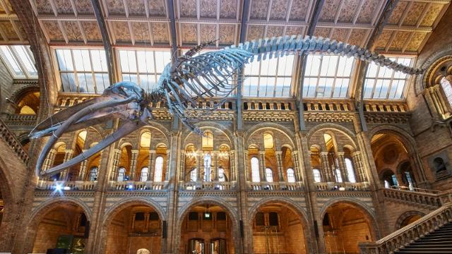 Natural History Museum (Visit London)