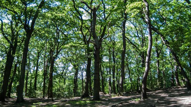 Sydenham Hill Wood - Nature Reserve & Woodland - visitlondon.com