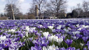 spring london march things gardens springtime month kew weekend easter visitlondon royal weather